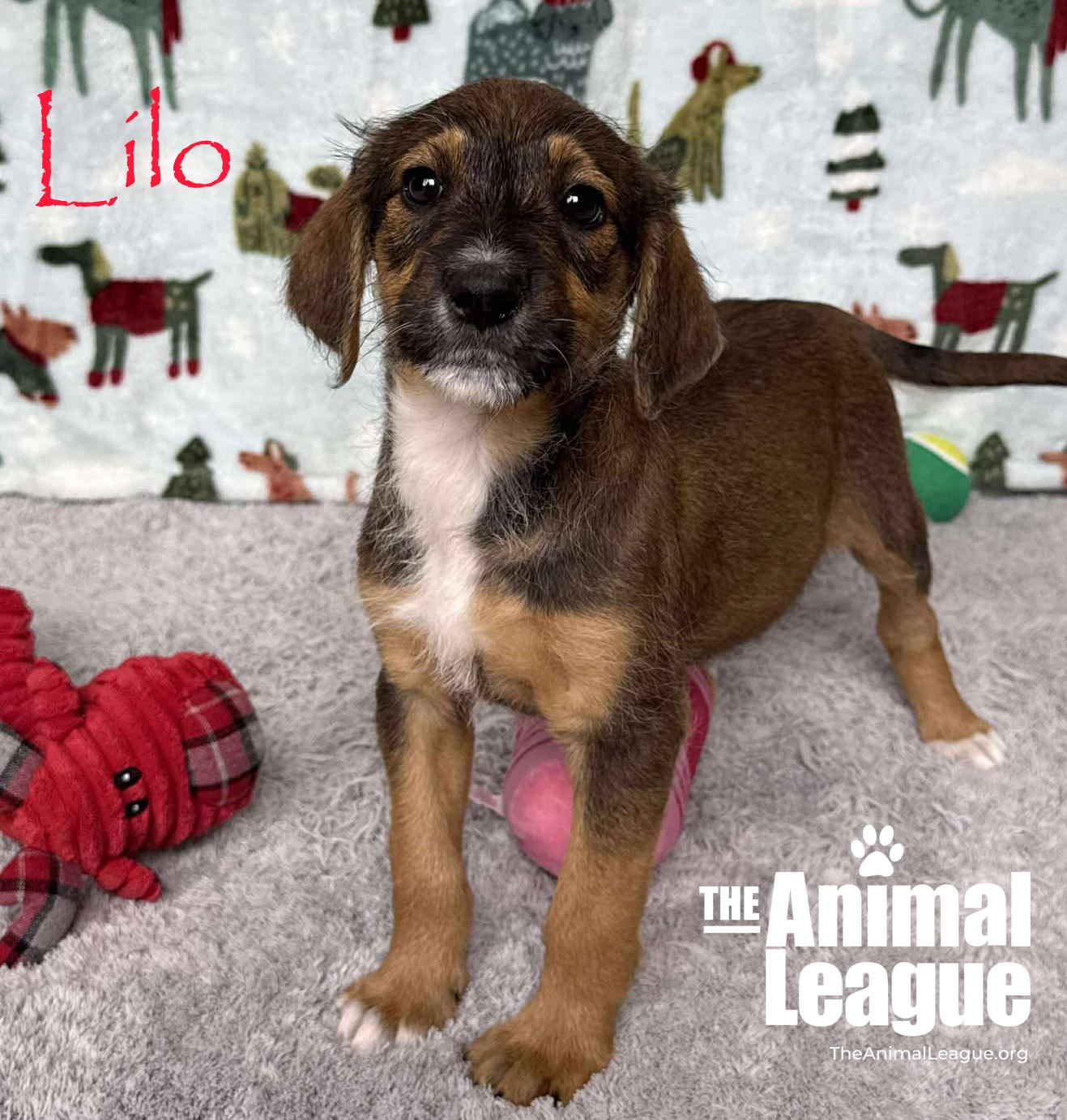 Enlarge Lilo, a ADOPTABLE mixed breed in Clermont, FL image 3/3