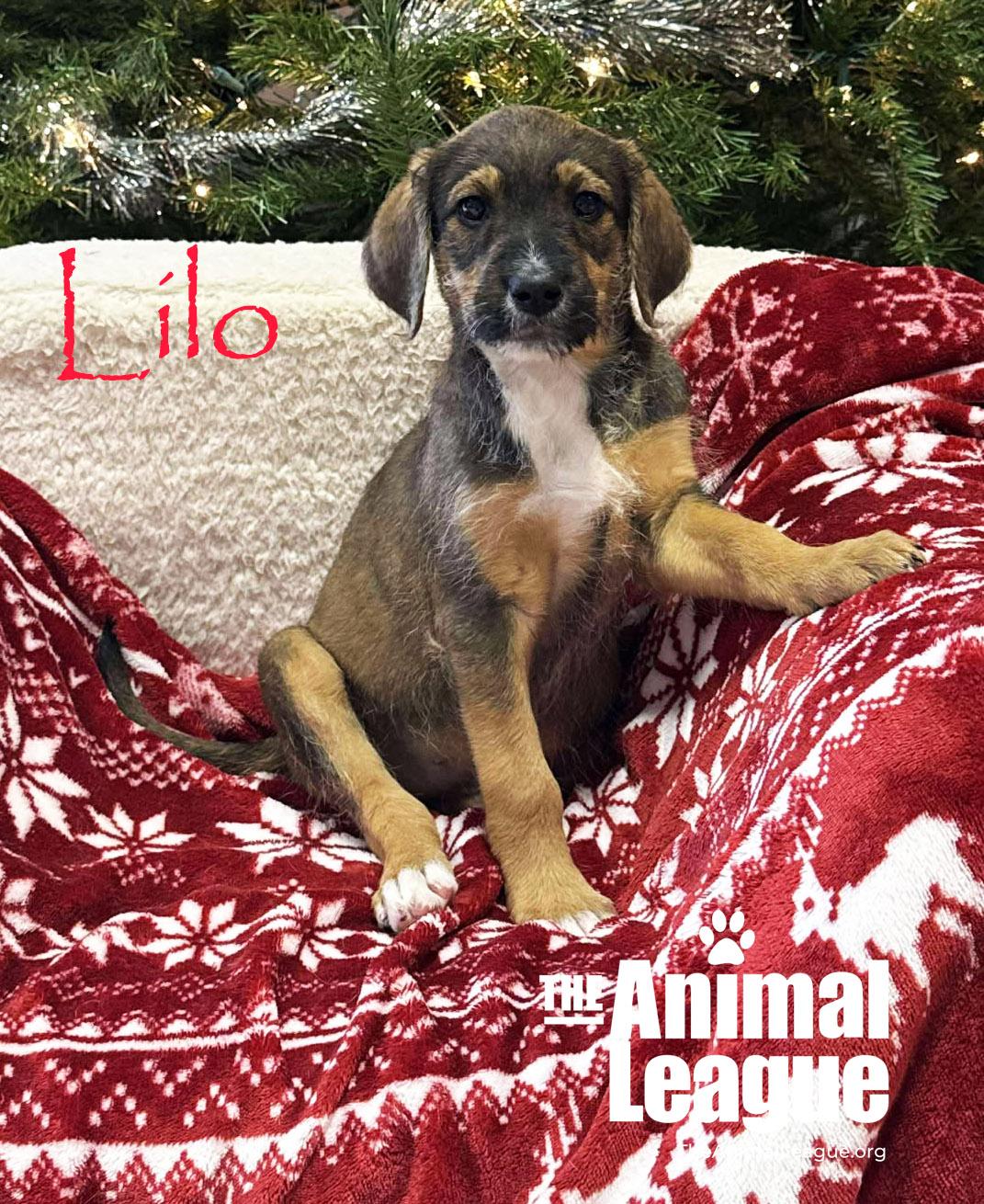 Enlarge Lilo, a ADOPTABLE mixed breed in Clermont, FL image 2/3