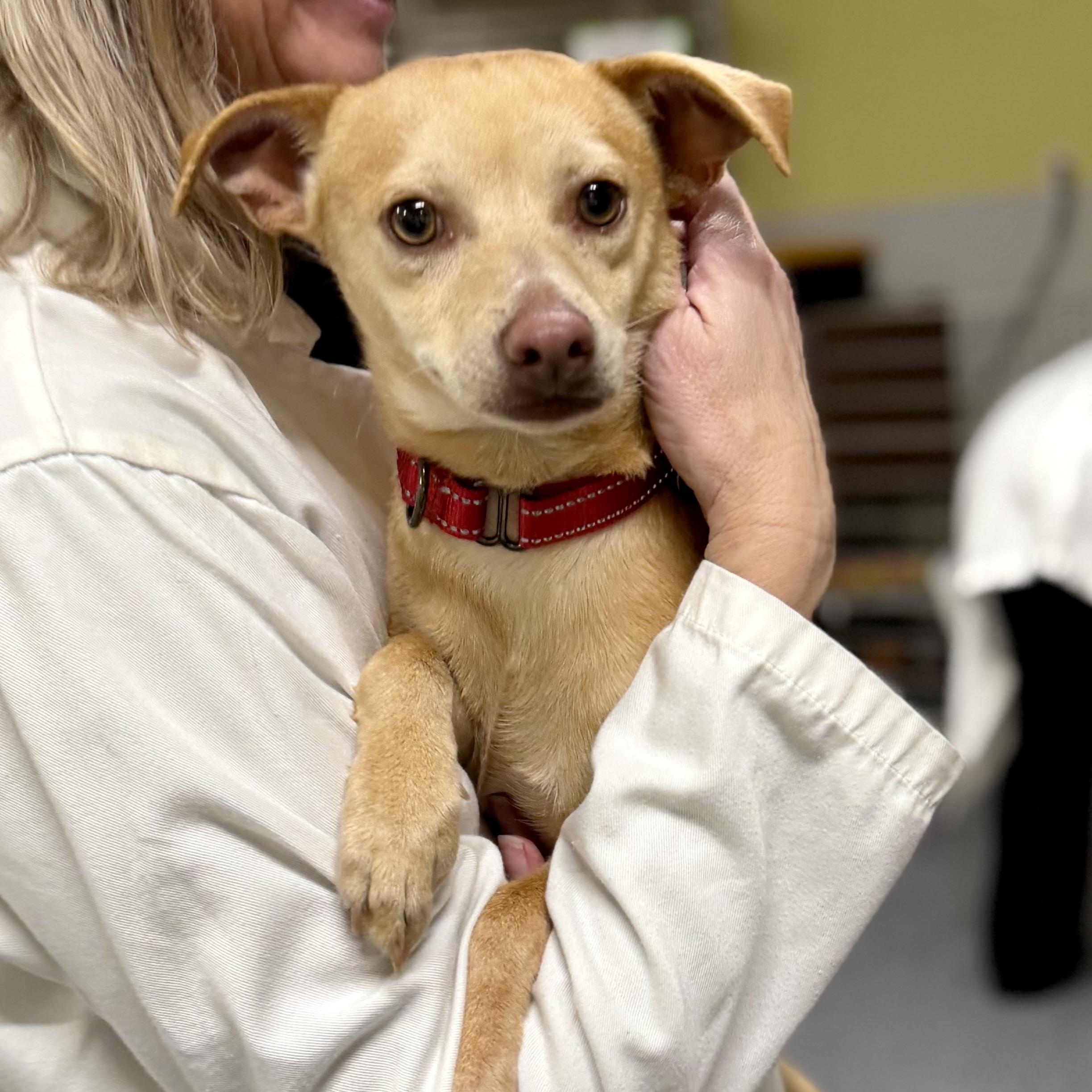 Mork, ADOPTABLE, Young Male Chihuahua & Whippet.