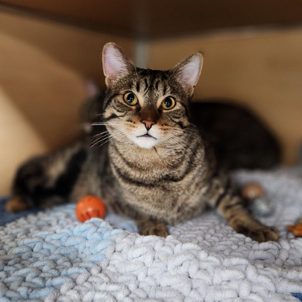 Wheelie, a Adoptable Domestic Short Hair in Brookfield, WI image 1/2