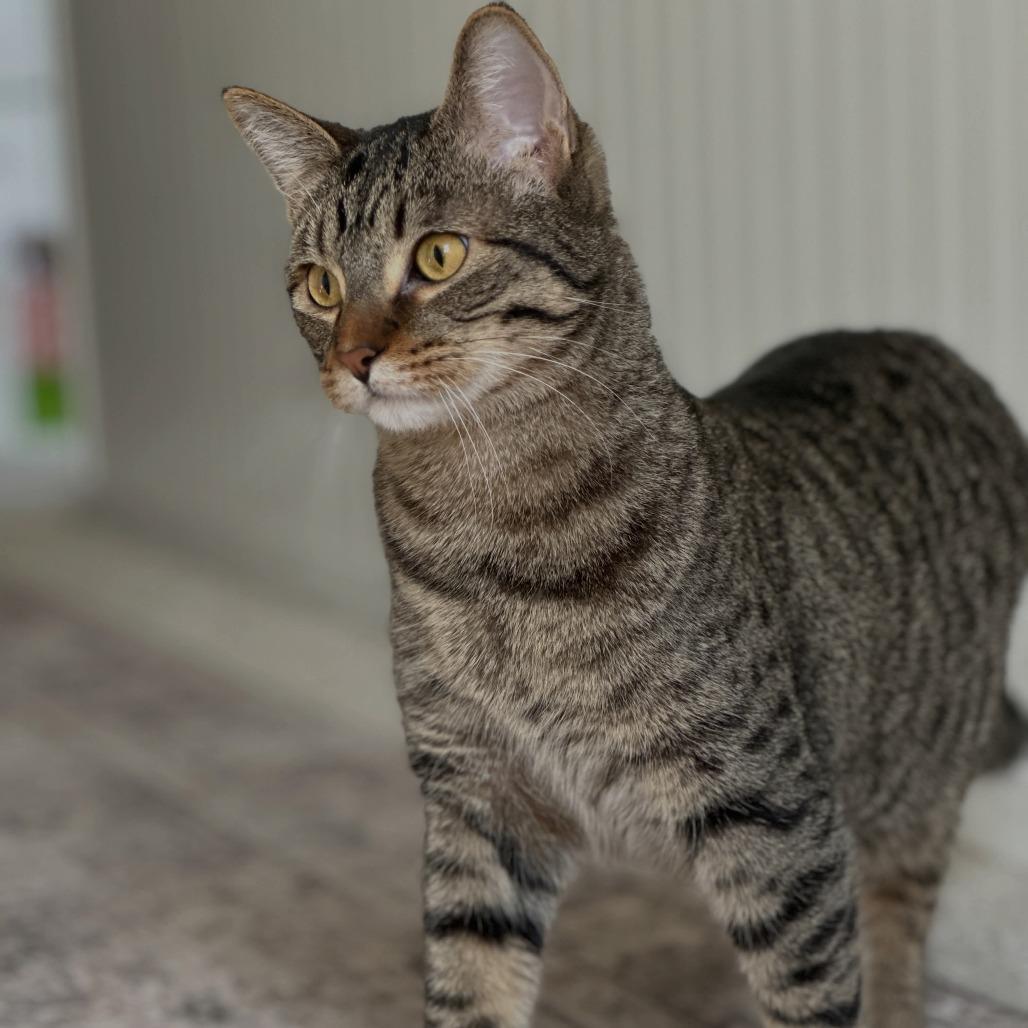 Enlarge Wheelie, a Adoptable Domestic Short Hair in Brookfield, WI image 2/4