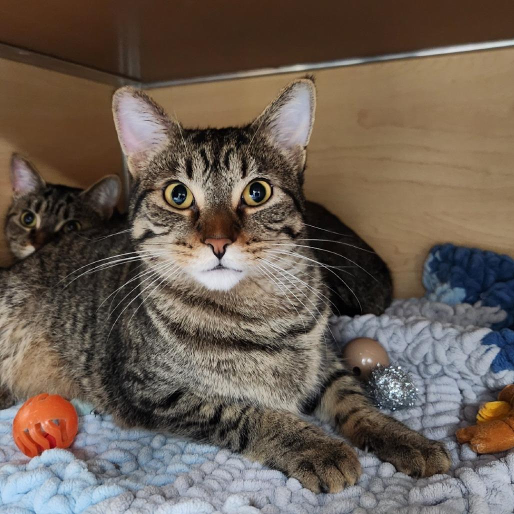 Wheelie, a Adoptable Domestic Short Hair in Brookfield, WI image 2/2