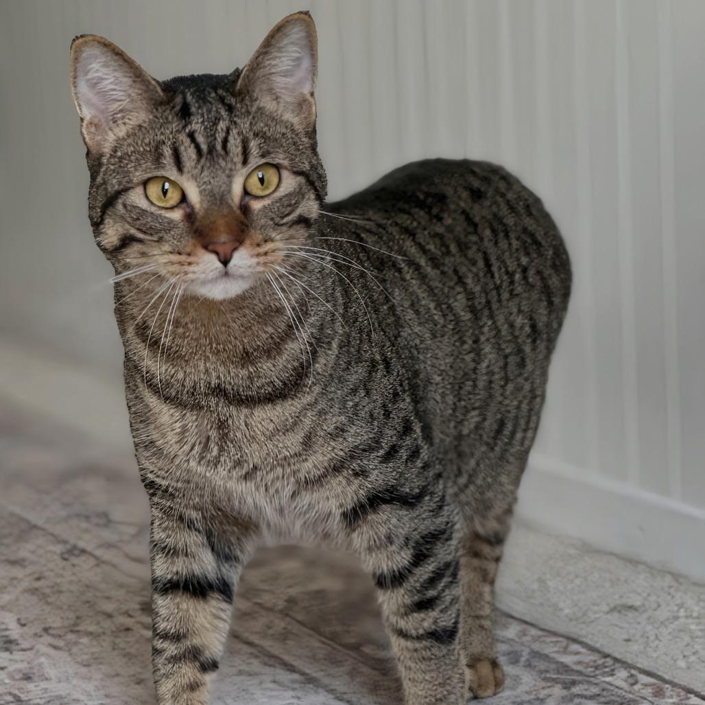 Enlarge Wheelie, a Adoptable Domestic Short Hair in Brookfield, WI image 4/4