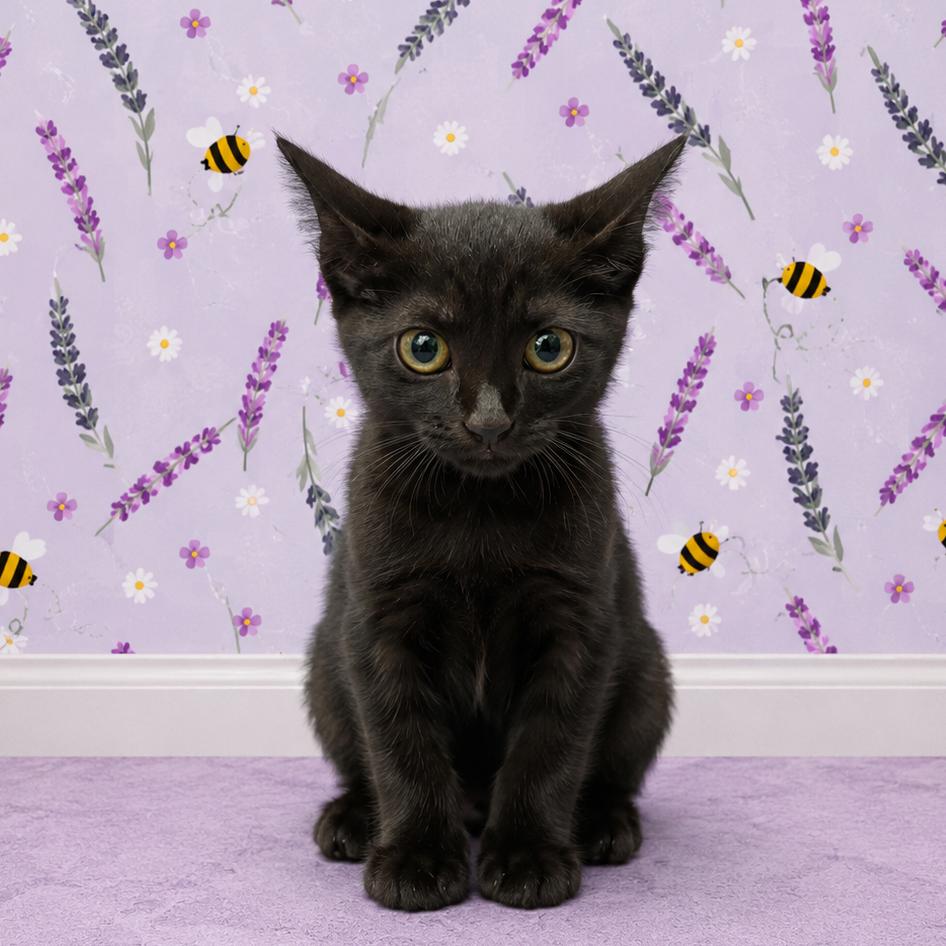 Evil Queen, Adoptable, Kitten Female Domestic Short Hair.