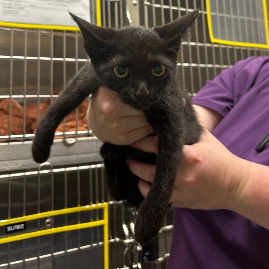 Evil Queen, a Adoptable Domestic Short Hair in Morganton, NC image 2/2