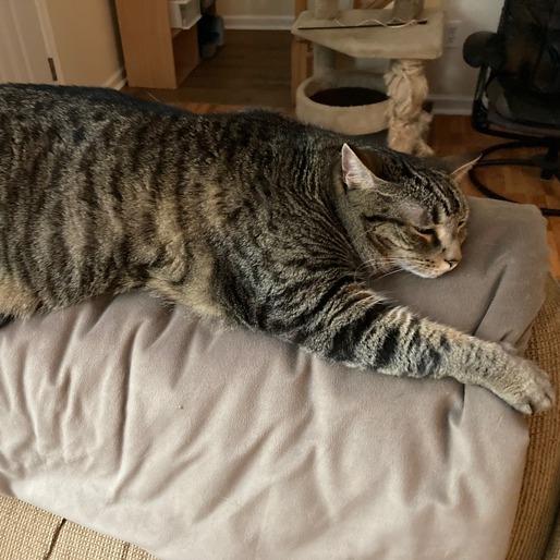 Enlarge Lily, a Adoptable Domestic Short Hair in Asheville, NC image 1/6