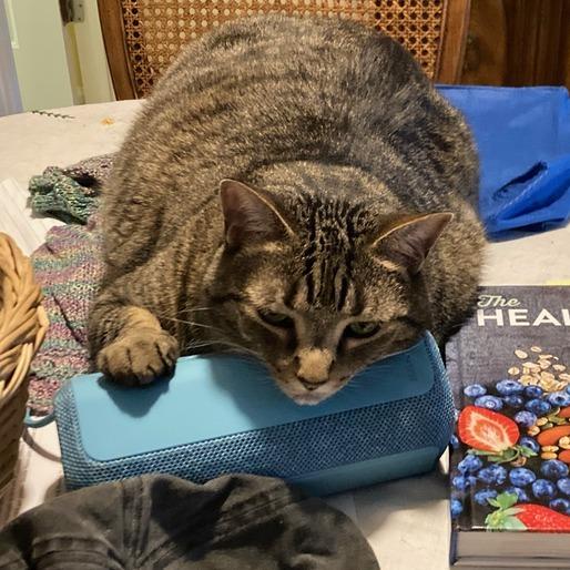 Enlarge Lily, a Adoptable Domestic Short Hair in Asheville, NC image 2/6