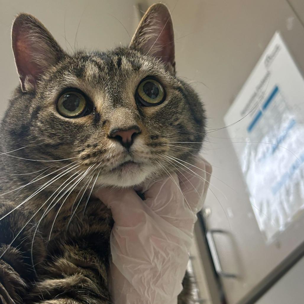 Enlarge Lily, a Adoptable Domestic Short Hair in Asheville, NC image 3/6