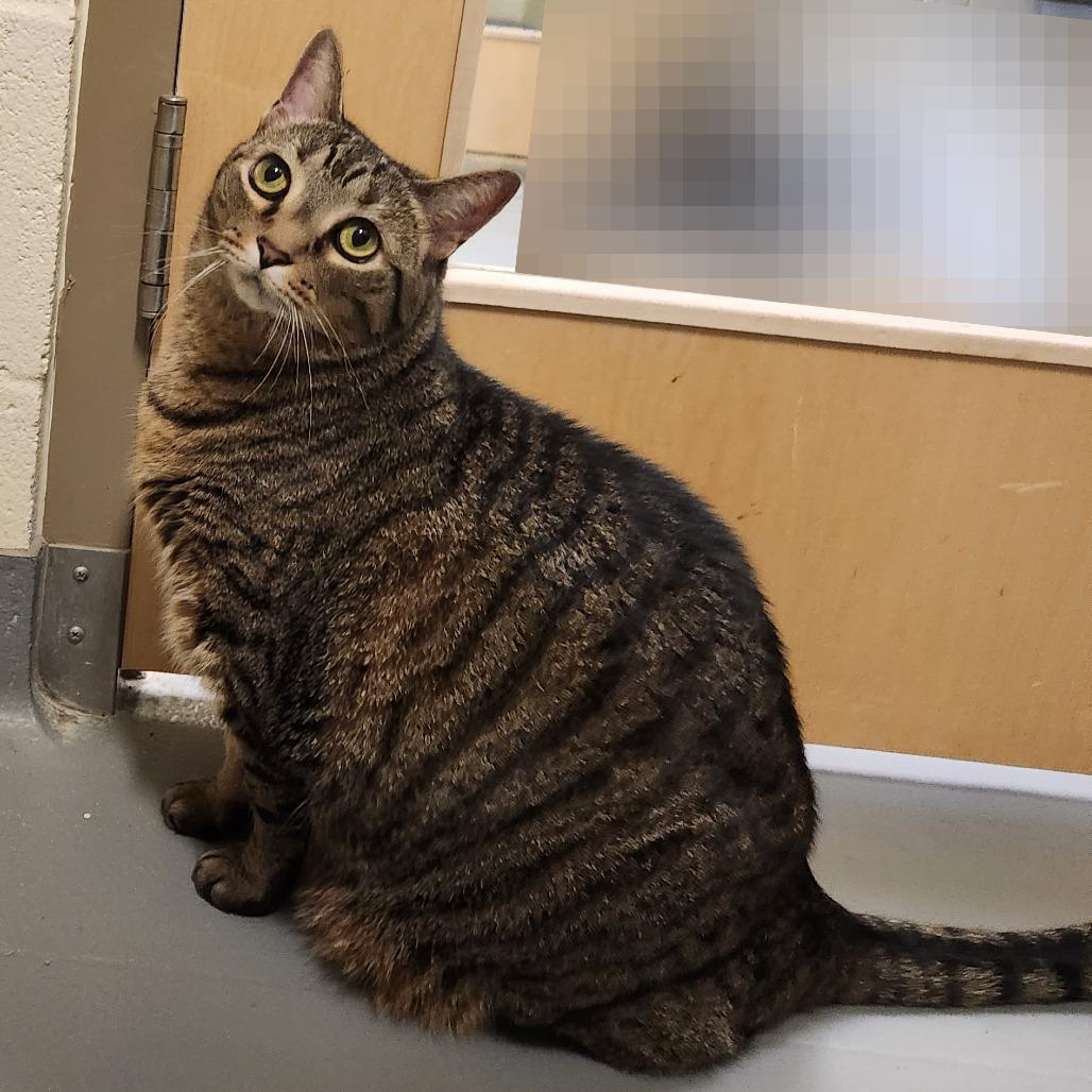 Enlarge Lily, a Adoptable Domestic Short Hair in Asheville, NC image 4/6