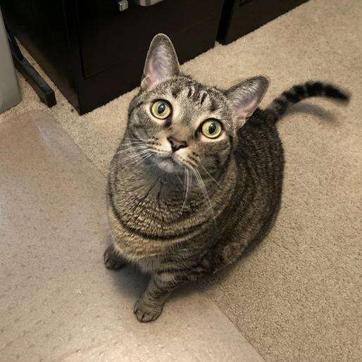 Enlarge Lily, a Adoptable Domestic Short Hair in Asheville, NC image 5/6