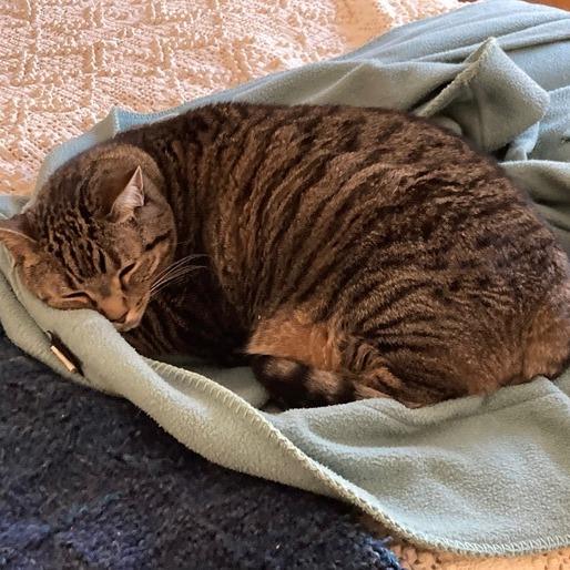 Enlarge Lily, a Adoptable Domestic Short Hair in Asheville, NC image 6/6