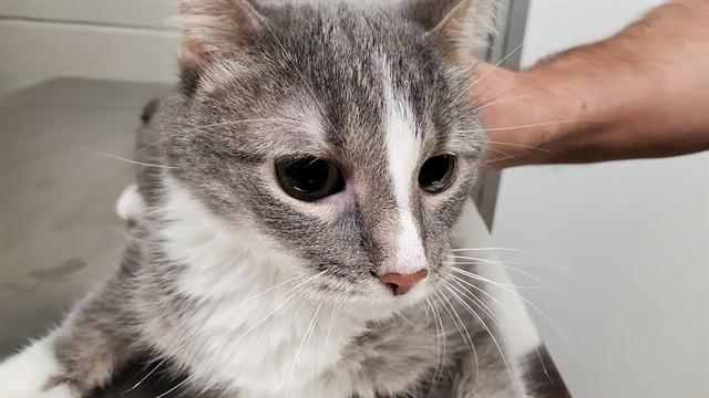 Enlarge KIT KAT (PEBBLES), a Adoptable Domestic Short Hair in Aurora, IL image 1/1