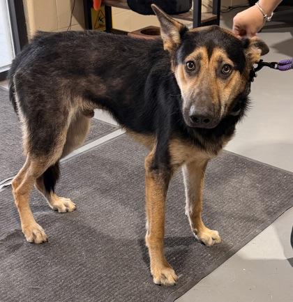 Hadies, Adoptable, Adult Male German Shepherd Dog.