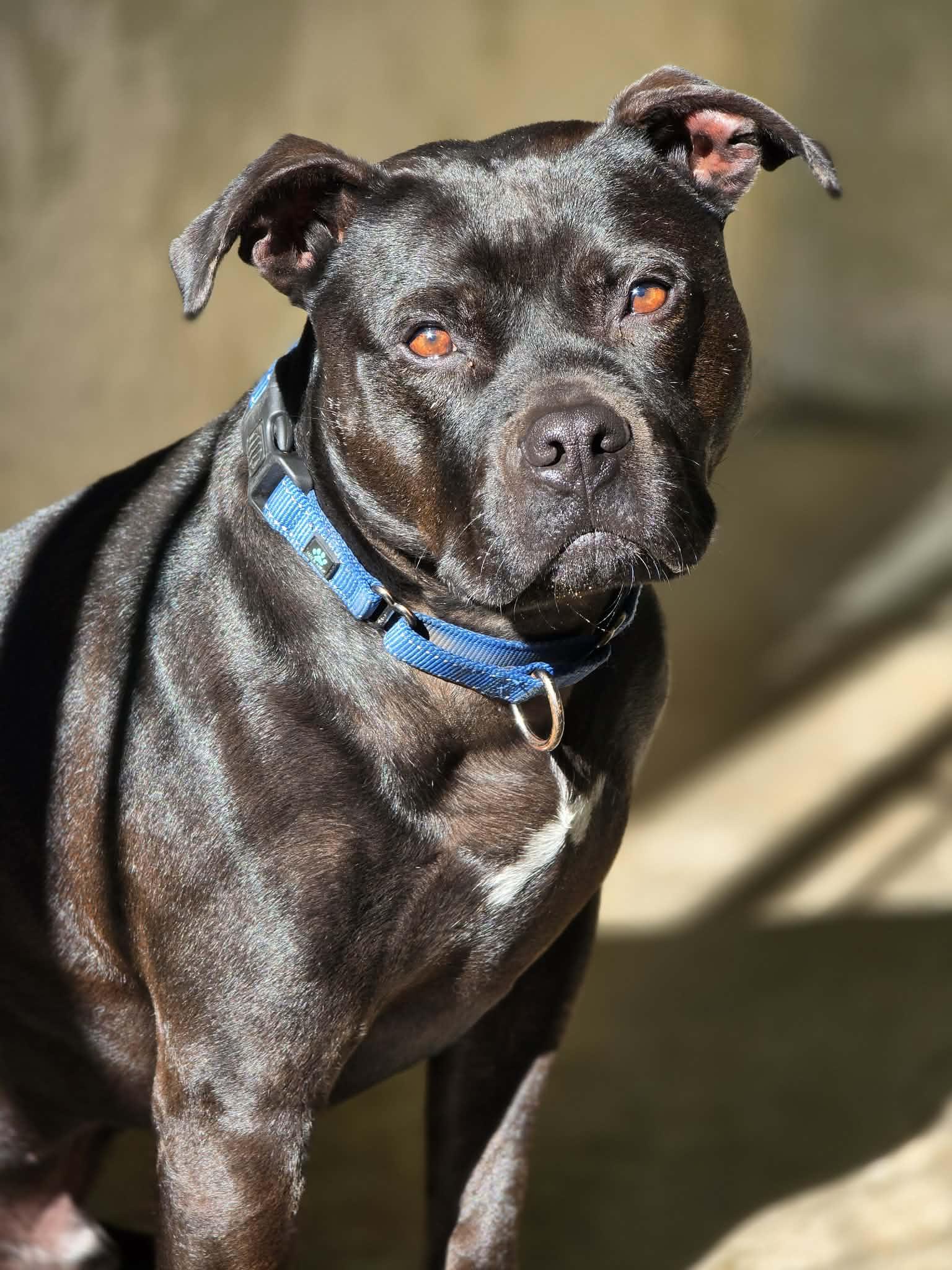 Enlarge Legolas, a Adoptable Staffordshire Bull Terrier in Grants Pass, OR image 1/6