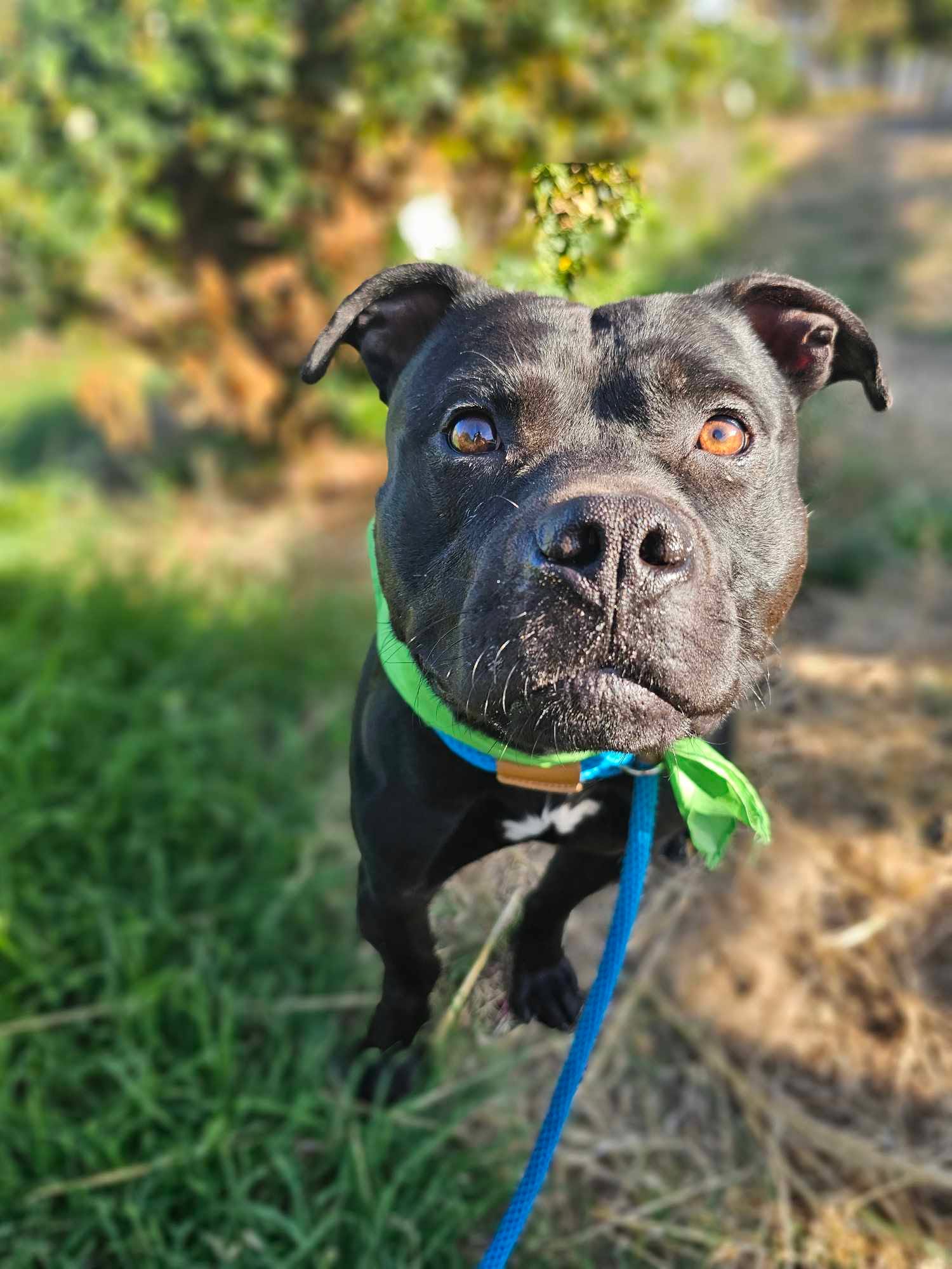 Legolas, an adoptable Staffordshire Bull Terrier in Grants Pass, OR image 4/6