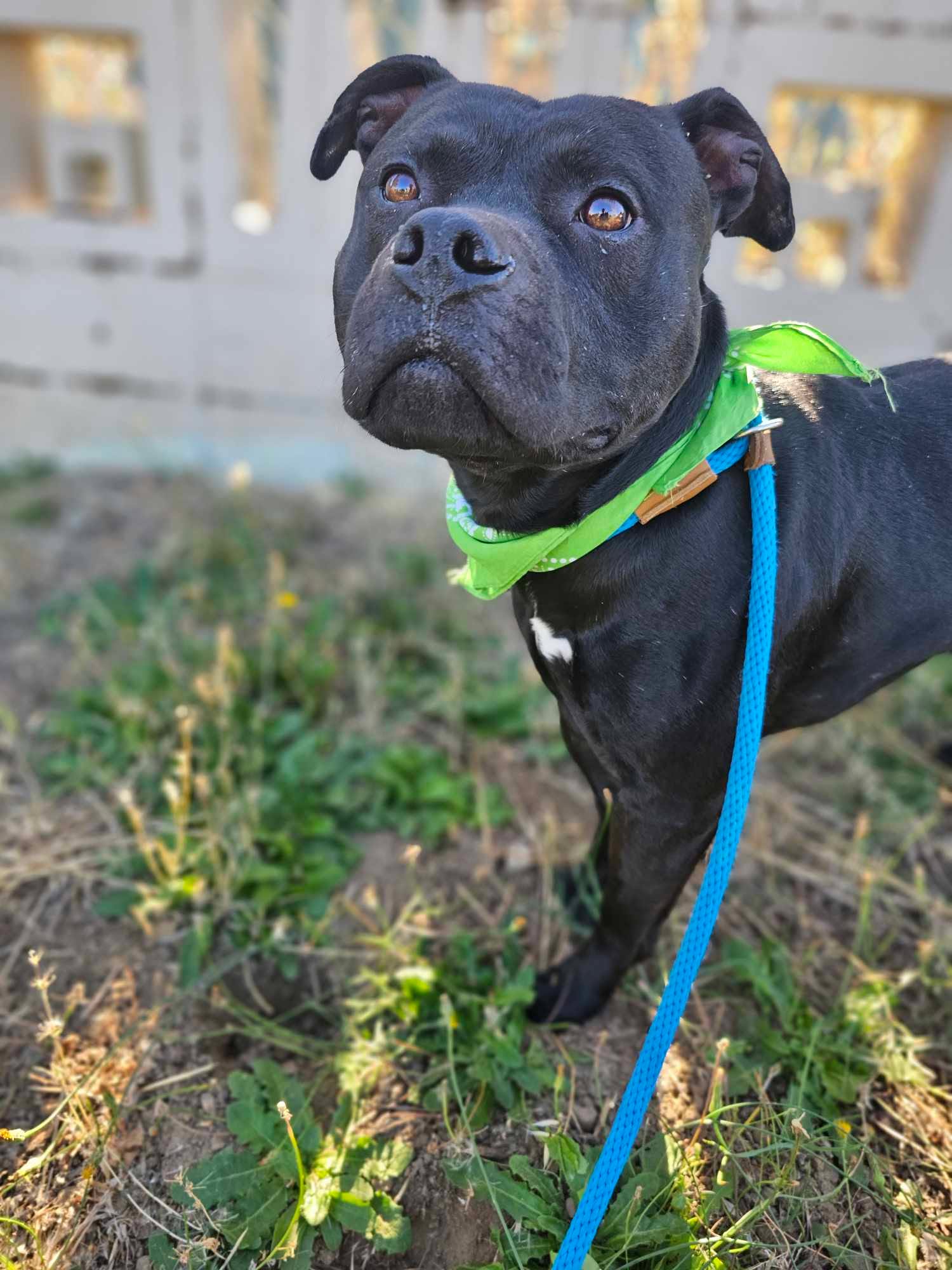 Legolas, an adoptable Staffordshire Bull Terrier in Grants Pass, OR image 5/6