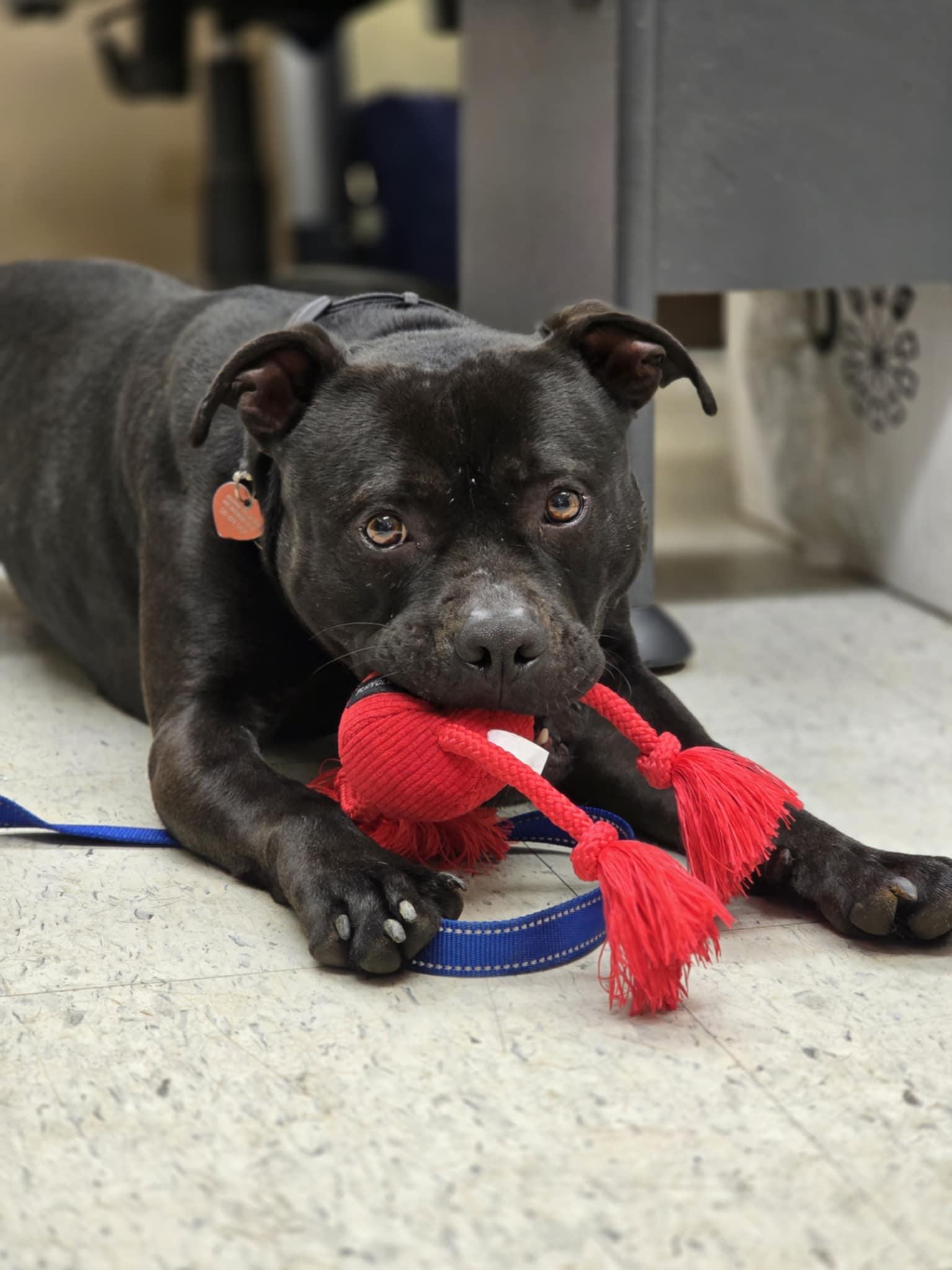 Legolas, an adoptable Staffordshire Bull Terrier in Grants Pass, OR image 2/6