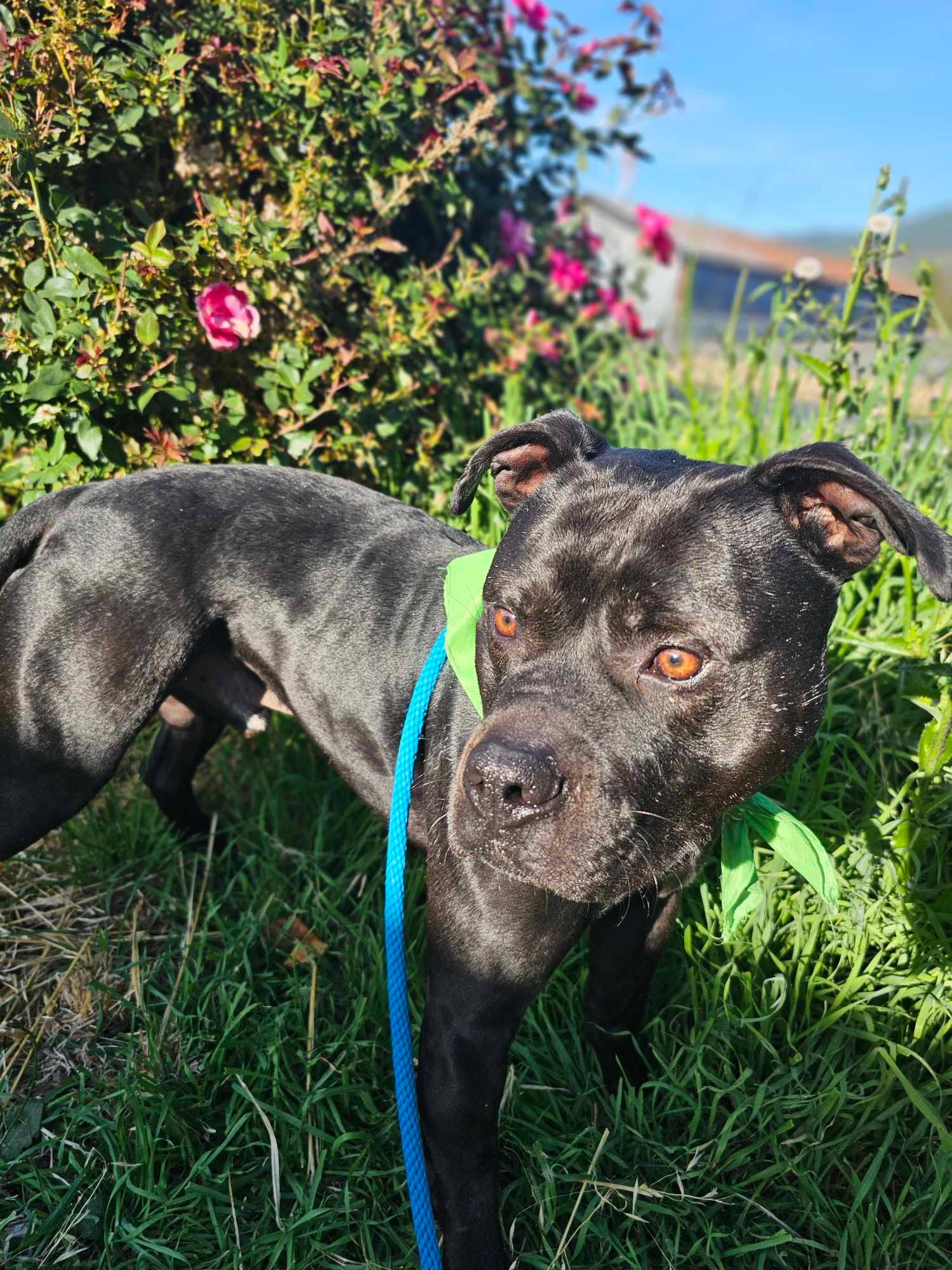 Legolas, an adoptable Staffordshire Bull Terrier in Grants Pass, OR image 6/6