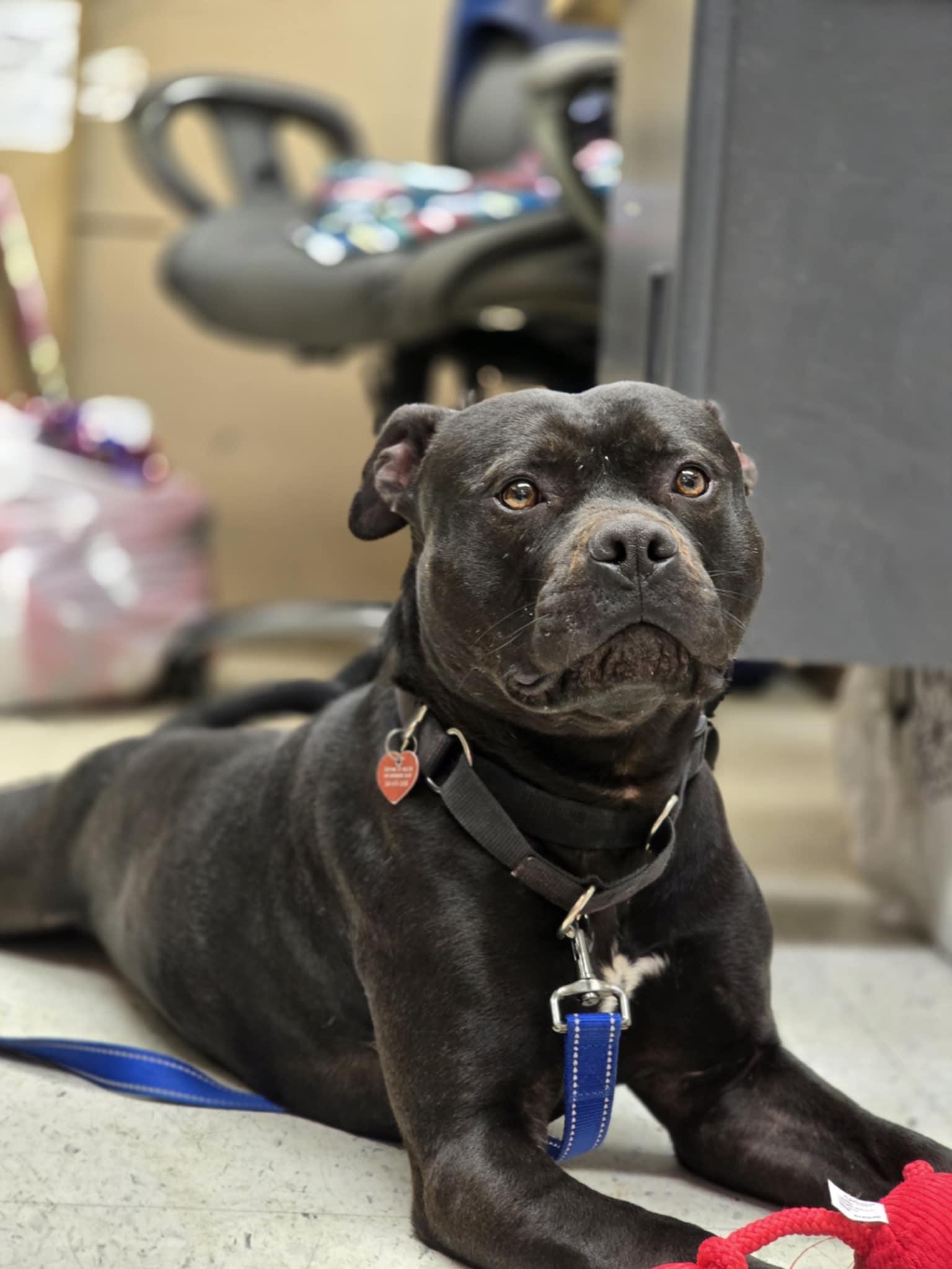 Legolas, an adoptable Staffordshire Bull Terrier in Grants Pass, OR image 1/6