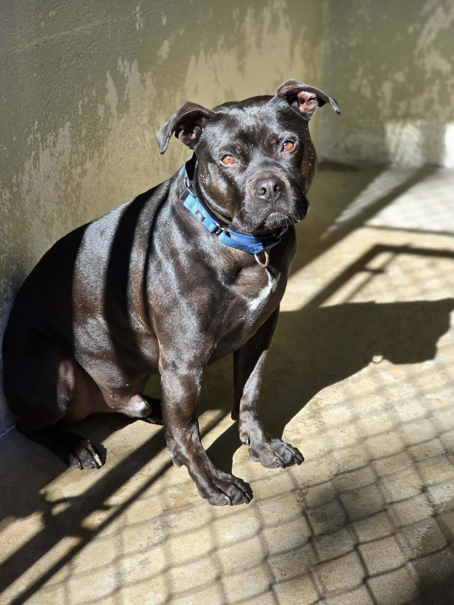 Enlarge Legolas, a Adoptable Staffordshire Bull Terrier in Grants Pass, OR image 5/6
