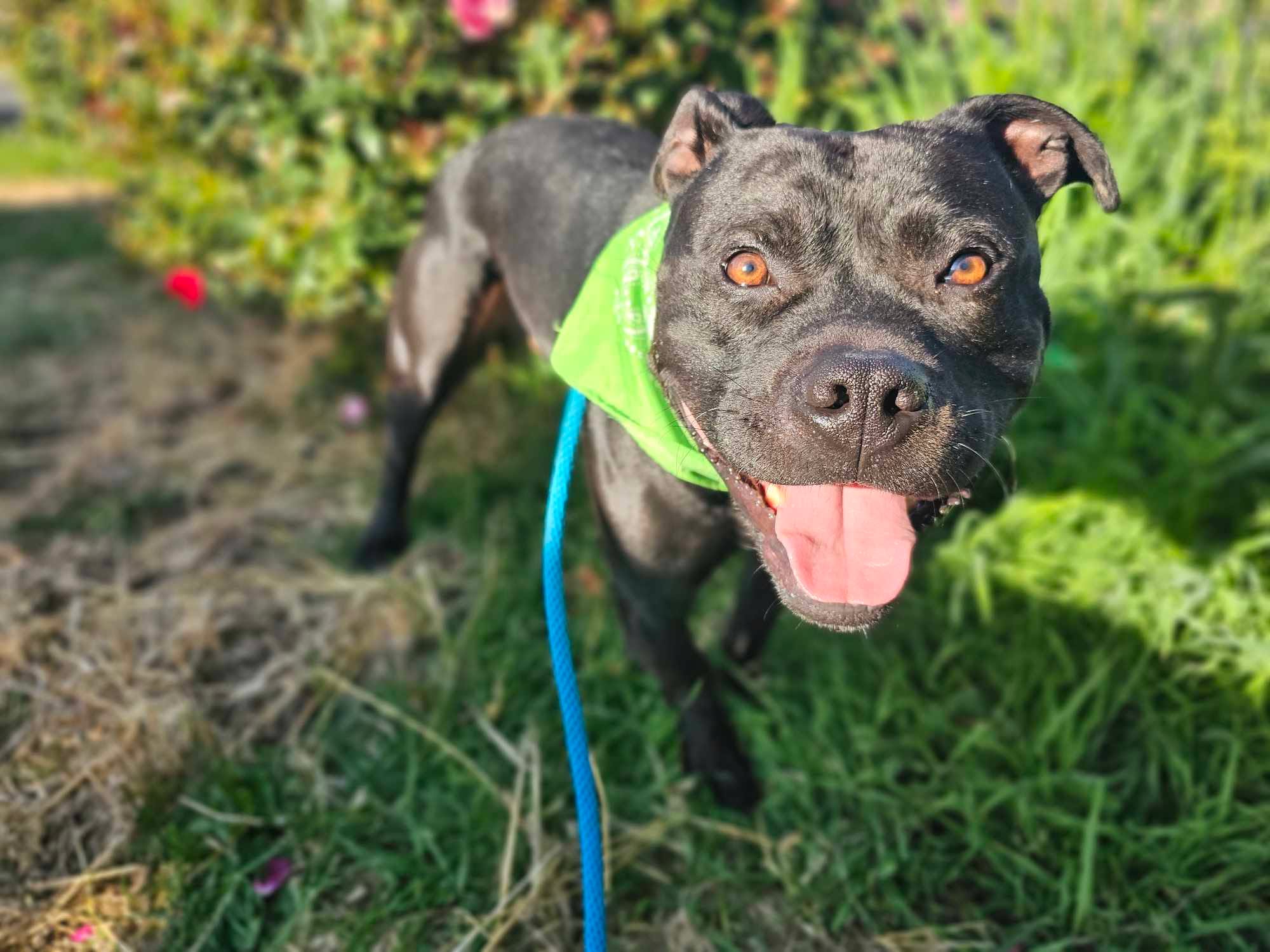 Legolas, an adoptable Staffordshire Bull Terrier in Grants Pass, OR image 3/6