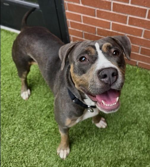 ROLLER SKATE, Adoptable, Adult Female Pit Bull Terrier & Mixed Breed.
