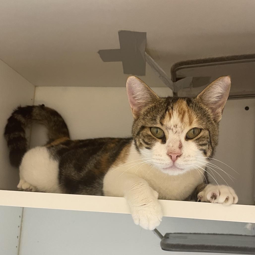 Jolene, Adoptable, Adult Female Domestic Short Hair.