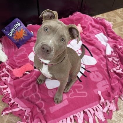 Enlarge Luna, an adopted Pit Bull Terrier in Worcester, MA image 1/3