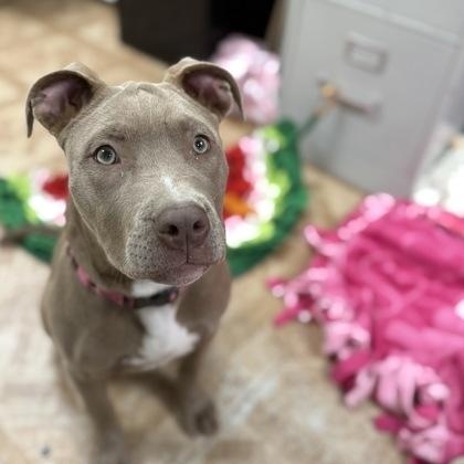 Enlarge Luna, an adopted Pit Bull Terrier in Worcester, MA image 2/3