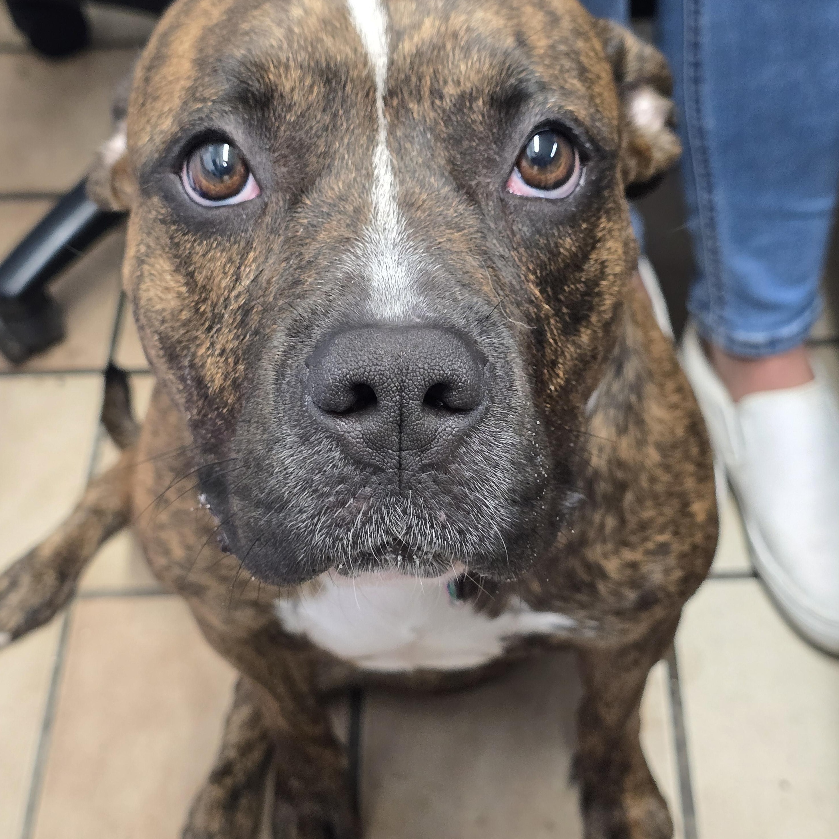 Lyla, Adoptable, Adult Female Pit Bull Terrier.