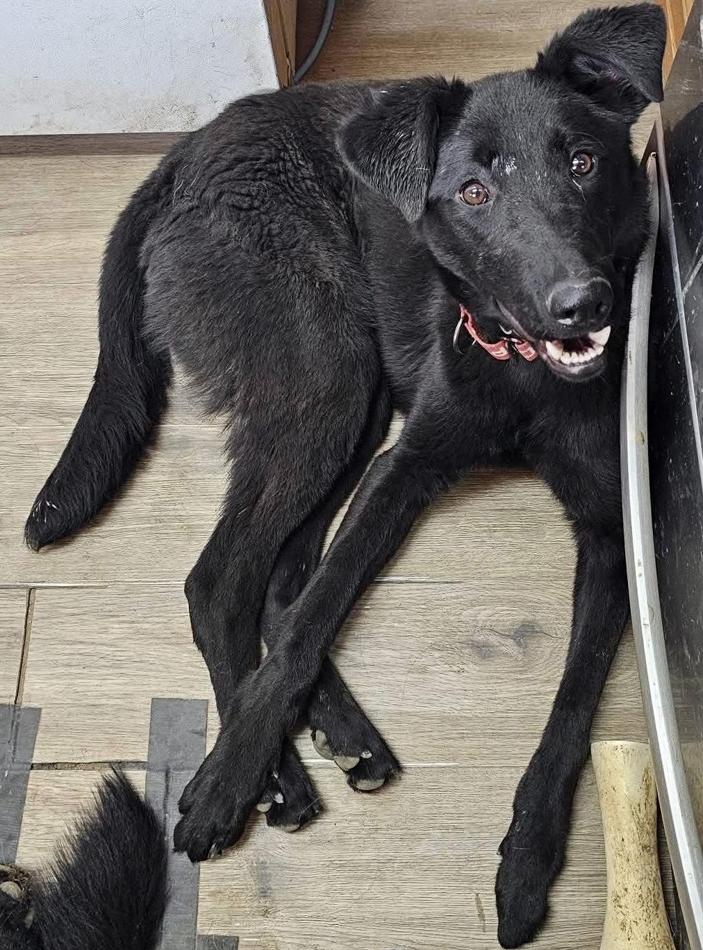 Magic, an adoptable Black Labrador Retriever in Pocatello, ID, 83202 | Photo Image 2