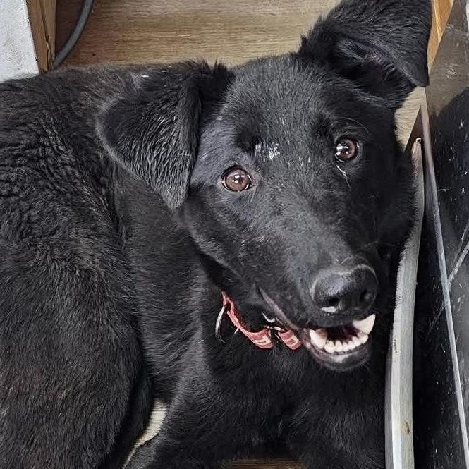 Magic, an adoptable Black Labrador Retriever in Pocatello, ID, 83202 | Photo Image 1