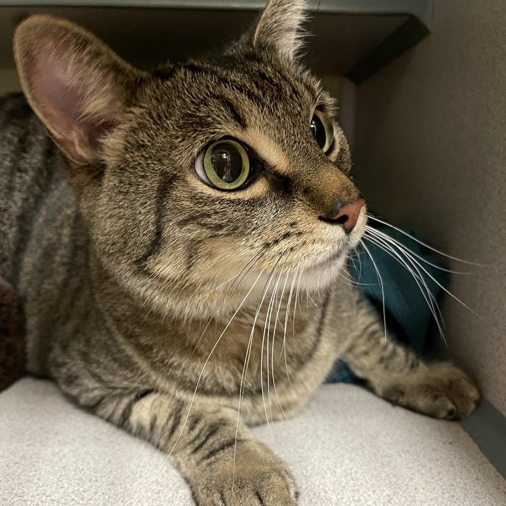 Enlarge Leo, a Adoptable Domestic Short Hair in Walden, NY image 1/1