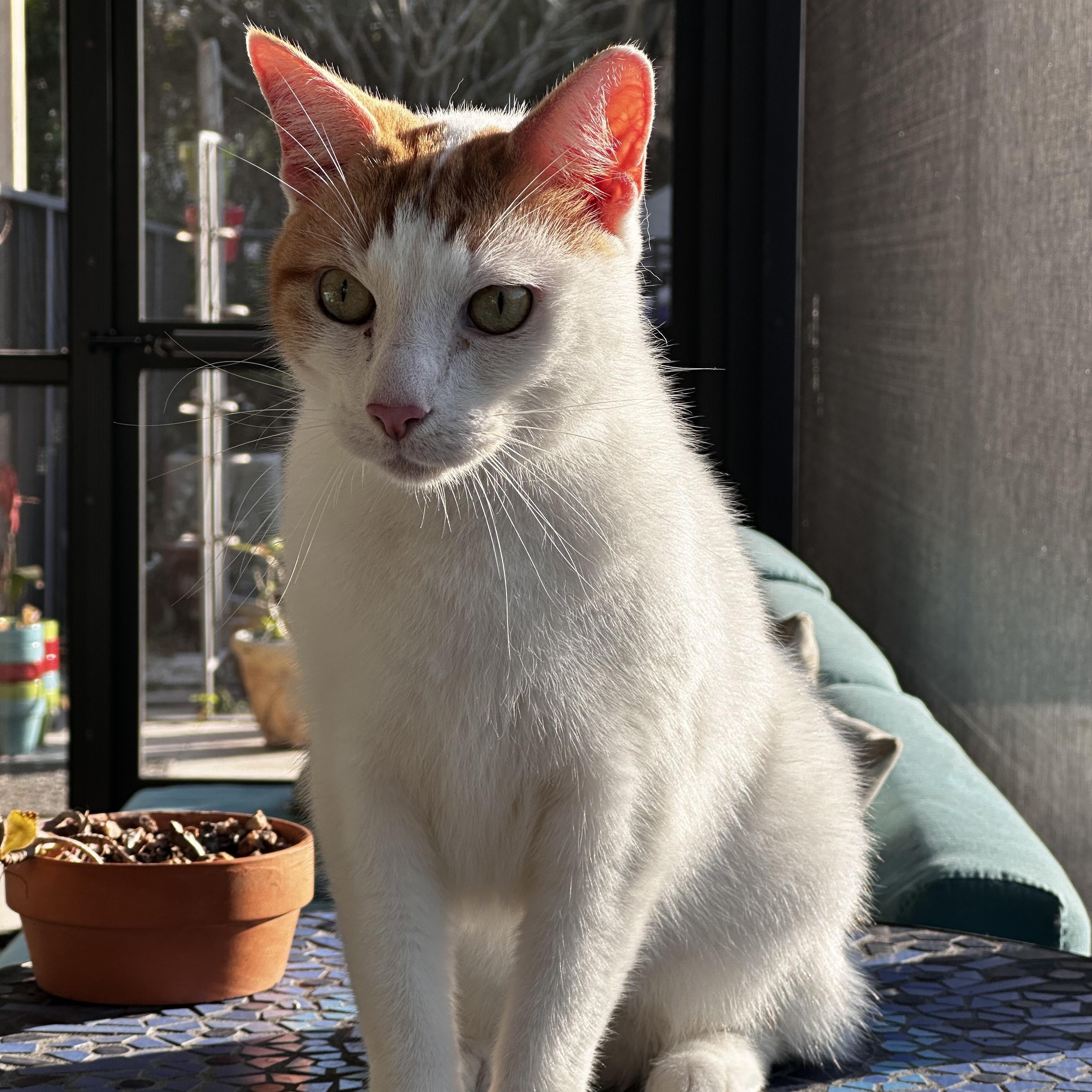 Jimmy, a ADOPTABLE Domestic Short Hair in Lake Worth, FL image 3/3