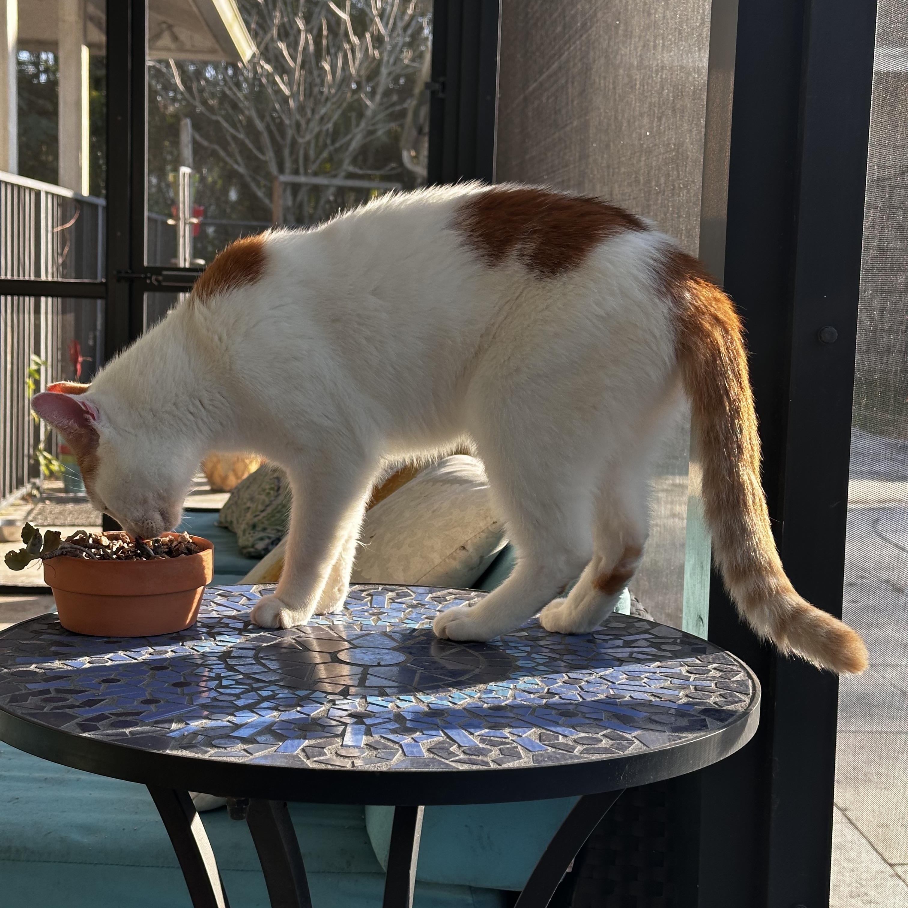 Jimmy, a ADOPTABLE Domestic Short Hair in Lake Worth, FL image 2/3