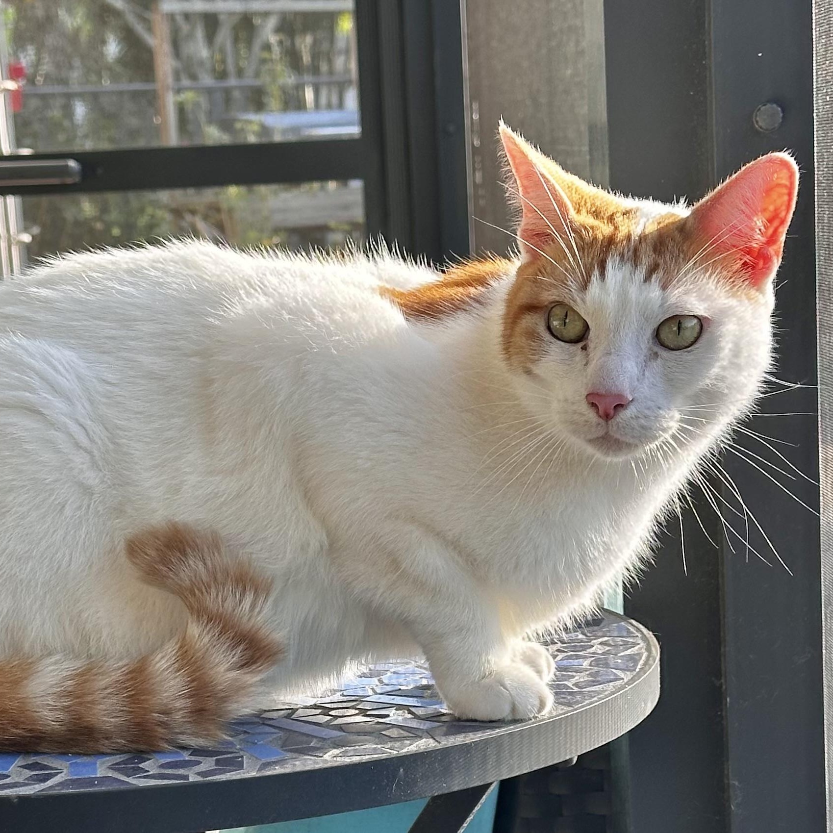 Jimmy, a ADOPTABLE Domestic Short Hair in Lake Worth, FL image 1/3