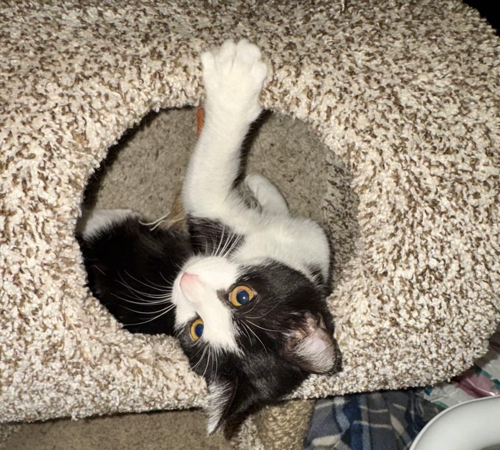 Enlarge Magpie , a ADOPTABLE Tuxedo in Arnold, MO image 3/3