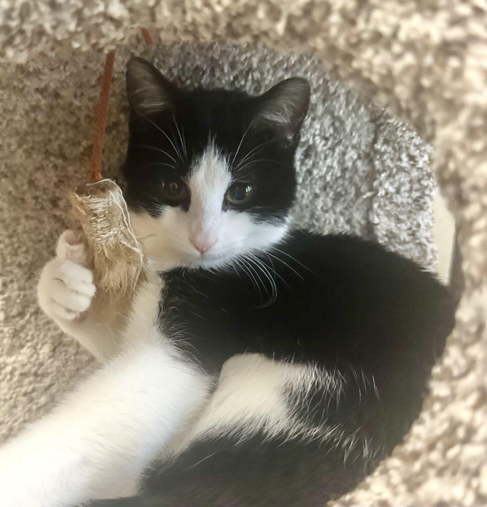 Enlarge Magpie , a ADOPTABLE Tuxedo in Arnold, MO image 1/3