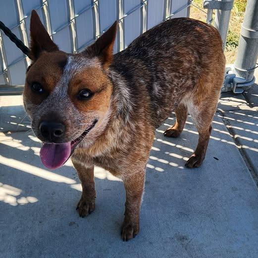 Enlarge 26-423, a Adoptable Australian Cattle Dog / Blue Heeler in Los Banos, CA image 1/1