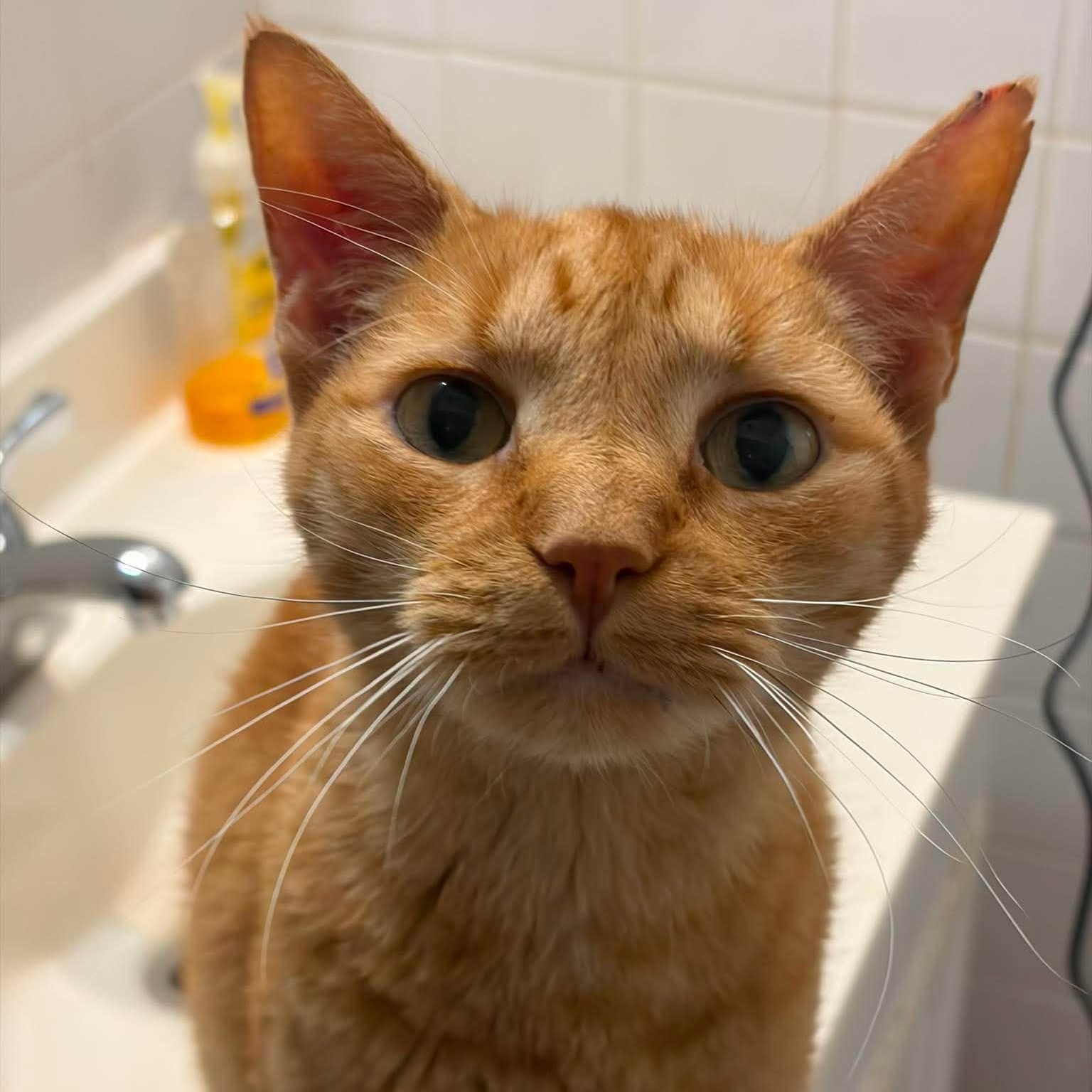 Enlarge Rowan, a Adoptable Domestic Short Hair in Huntington, NY image 2/4