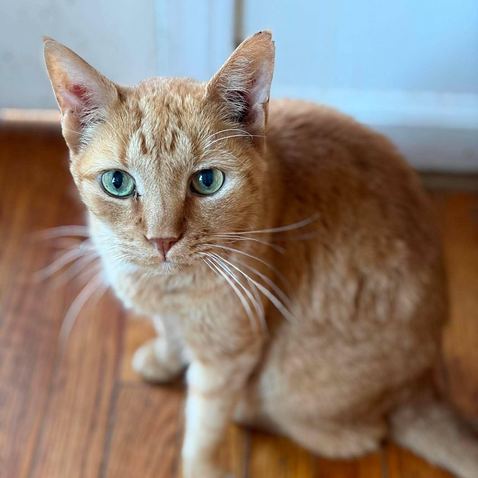 Rowan, Adoptable, Senior Male Domestic Short Hair.