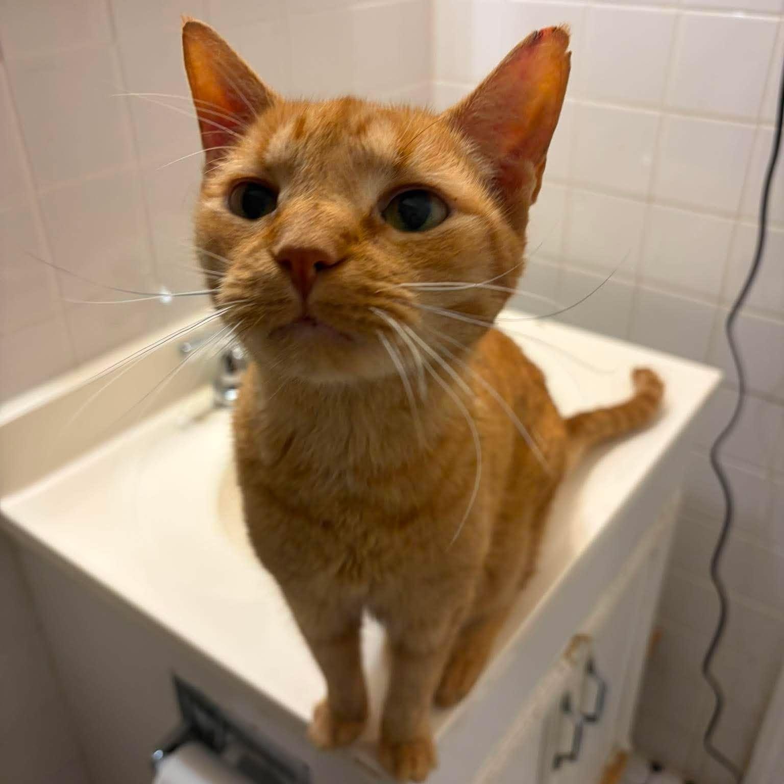 Enlarge Rowan, a Adoptable Domestic Short Hair in Huntington, NY image 3/4