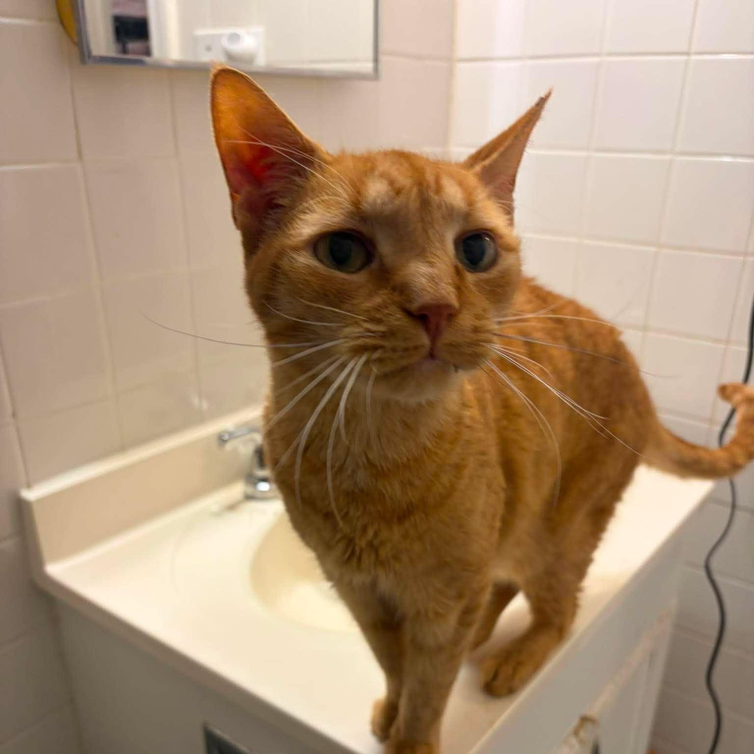 Enlarge Rowan, a Adoptable Domestic Short Hair in Huntington, NY image 4/4