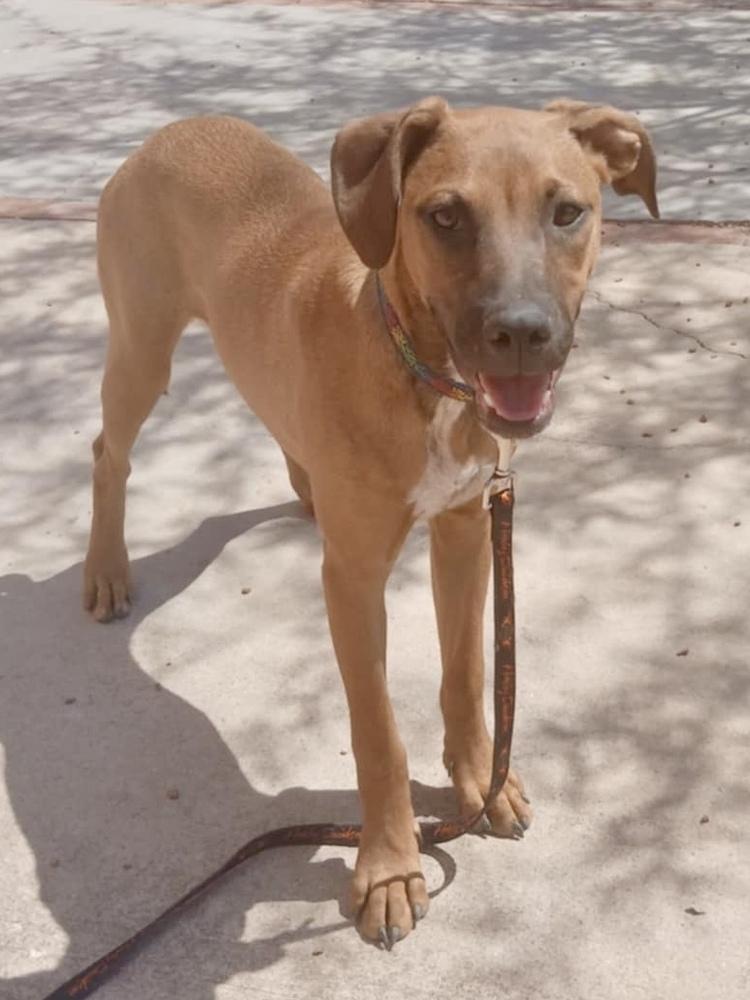 Enlarge Kailani, a Adoptable mixed breed in TUCSON, AZ image 1/3