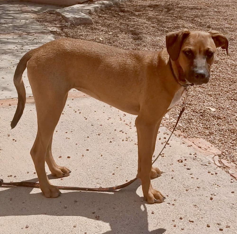 Enlarge Kailani, a Adoptable mixed breed in TUCSON, AZ image 2/3