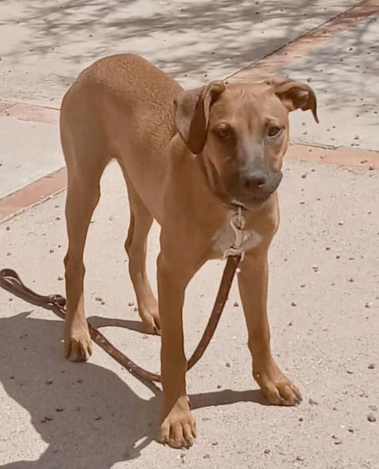 Enlarge Kailani, a Adoptable mixed breed in TUCSON, AZ image 3/3