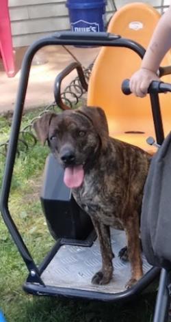 Bonanza Jellybean, a ADOPTABLE mixed breed in Mason City, IL image 2/6