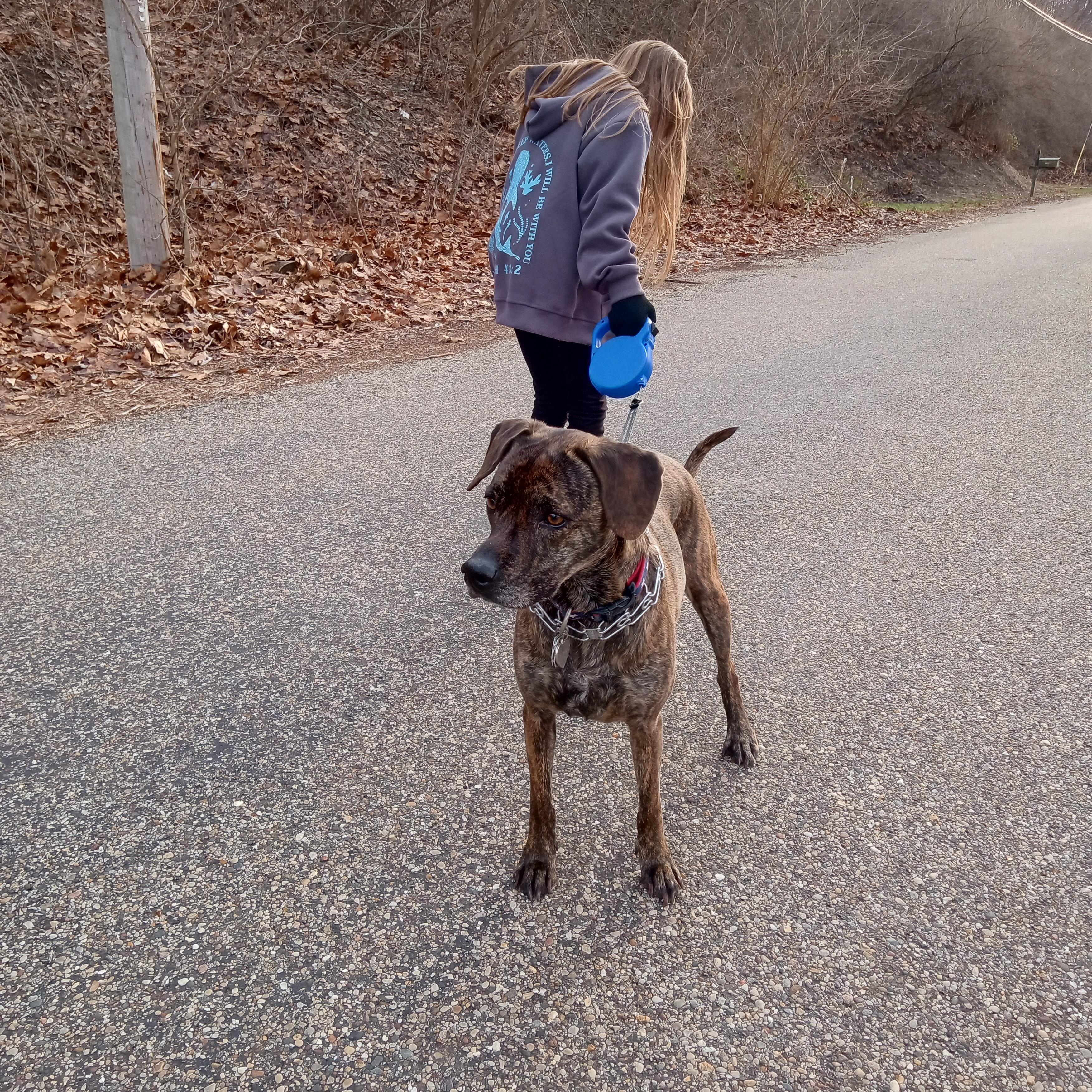 Bonanza Jellybean, a ADOPTABLE mixed breed in Mason City, IL image 1/6