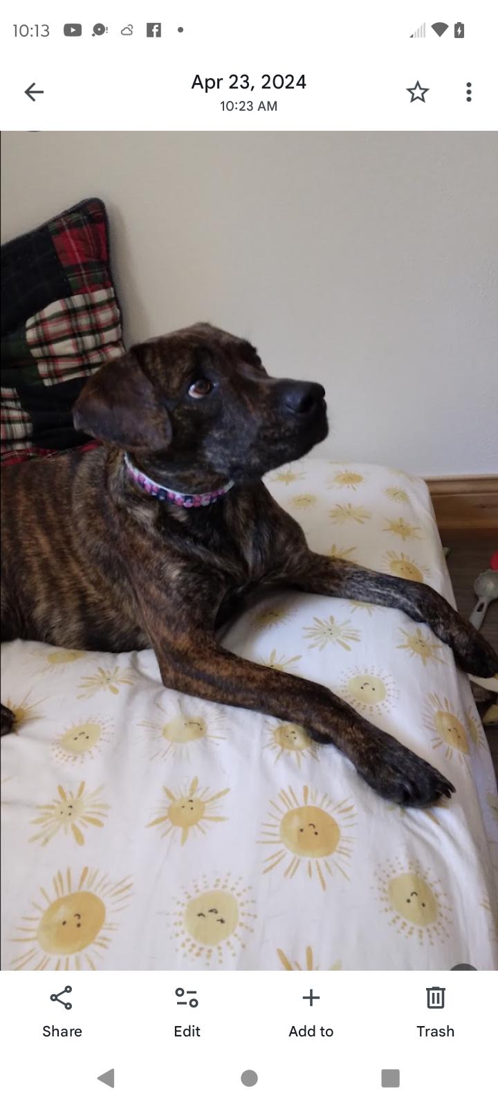 Bonanza Jellybean, a ADOPTABLE mixed breed in Mason City, IL image 5/6