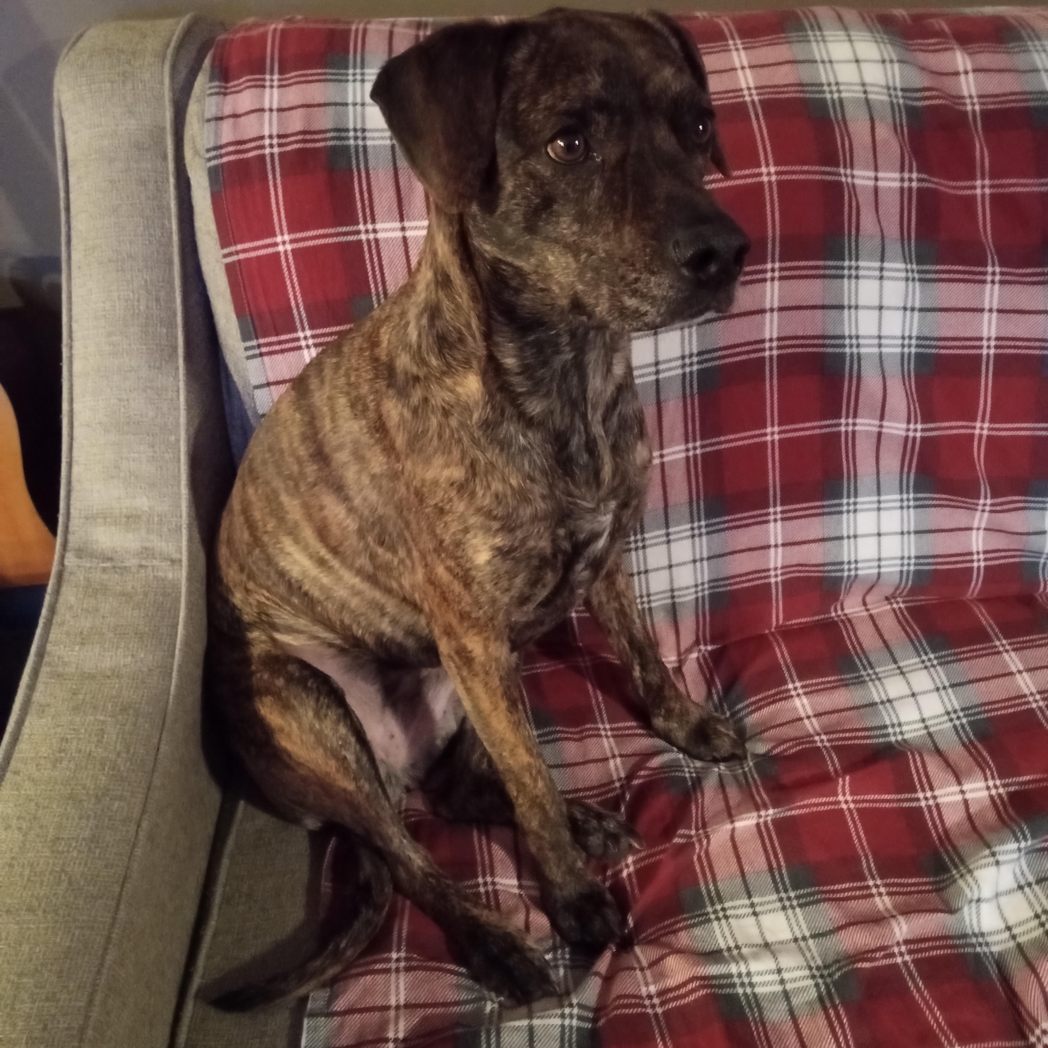 Bonanza Jellybean, a ADOPTABLE mixed breed in Mason City, IL image 3/6
